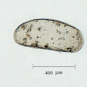 Ostracod