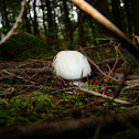 Giant Puffball