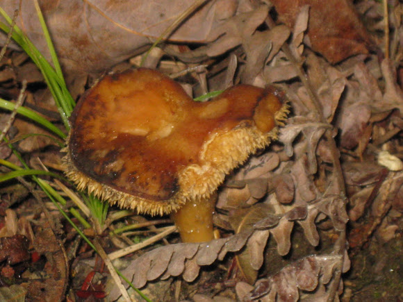 Spotting Image 1