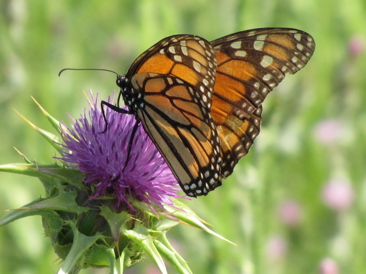 Monarch