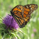 Monarch