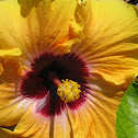 Hibiscus