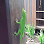 Green Tree Anole