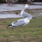 Ring-billed Gull