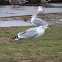 Ring-billed Gull