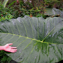 Elephant Ear