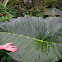 Elephant Ear