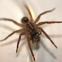 Wolf Spider