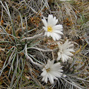 Mountain Daisy