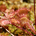 Common sundew, Pyöreälehtikihokki