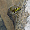Green Frog