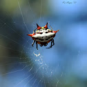 Kite Spider