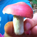 Rosy Russula