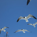 Gulls