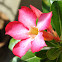 Adenium (Calachuchi)