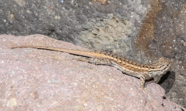 Fence Lizard Research Paper