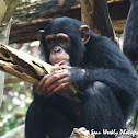 Chimpanzee