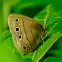 Little Wood-Satyr