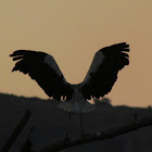 White Stork