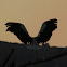 White Stork