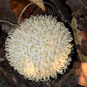 Spiny Puffball
