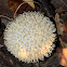 Spiny Puffball