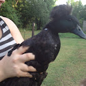Crested cayuga