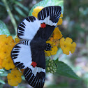 Pequeña mariposa