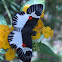 Pequeña mariposa