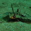 Flying Gurnard