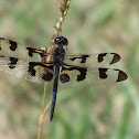 Banded Pennant