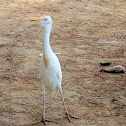 Cattle Egret