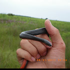 Florida swamp snake