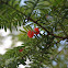 Canadian or American Yew