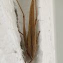 Conehead grasshopper, brown form