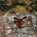Red paper wasp