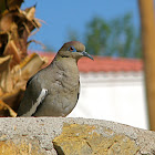 White-winged dove