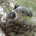 Yellow-crowned Night-Heron