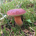 Boletus edulis var. grandedulis