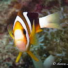 Clark's Anemonefish, Yellowtail Clownfish