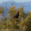 Marsh Harrier
