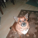 Dog (cody)