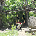 Großer Panda