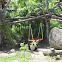 Großer Panda