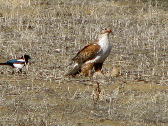 Spotting Image 1