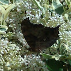 Question Mark