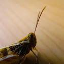 Garden Locust