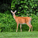 White-Tailed Deer