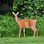 White-Tailed Deer