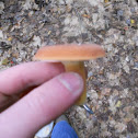 Common lactarus